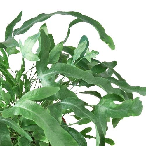 large blue star fern Fern 'Blue Star'