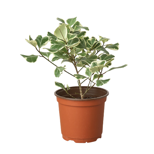 wholesale tropical indoor plants Ficus Elastica 'Triangularis' Variegated | Indoor Plant | Tropical Plant | Potted Plant