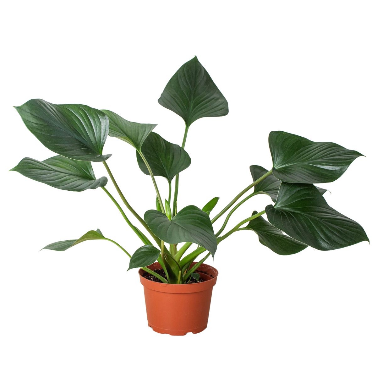 is homalomena a philodendron Homalomena 'Emerald Gem' | Indoor Plant | Tropical Plant