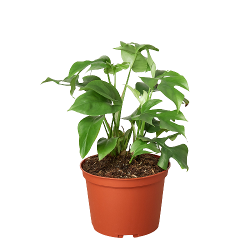 minima philodendron Philodendron Mini Monstera Minima | Indoor Plant | Tropical Plant | Potted Plant