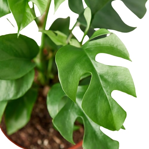 Philodendron Mini Monstera Minima | Indoor Plant | Tropical Plant | Potted Plant