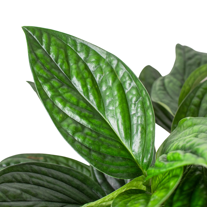 monsters peru Monstera 'Peru' | Indoor Plant | Tropical Plant | Potted Plant