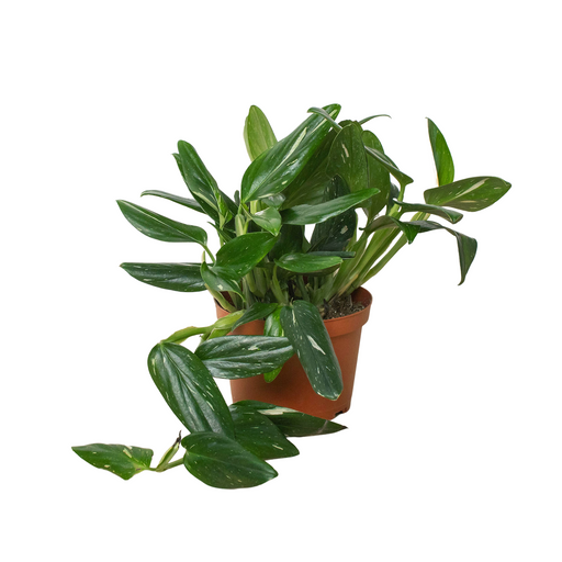 monstera stand Monstera 'Standeleyana Albo Variegated' | Indoor Plant | Tropical Plant
