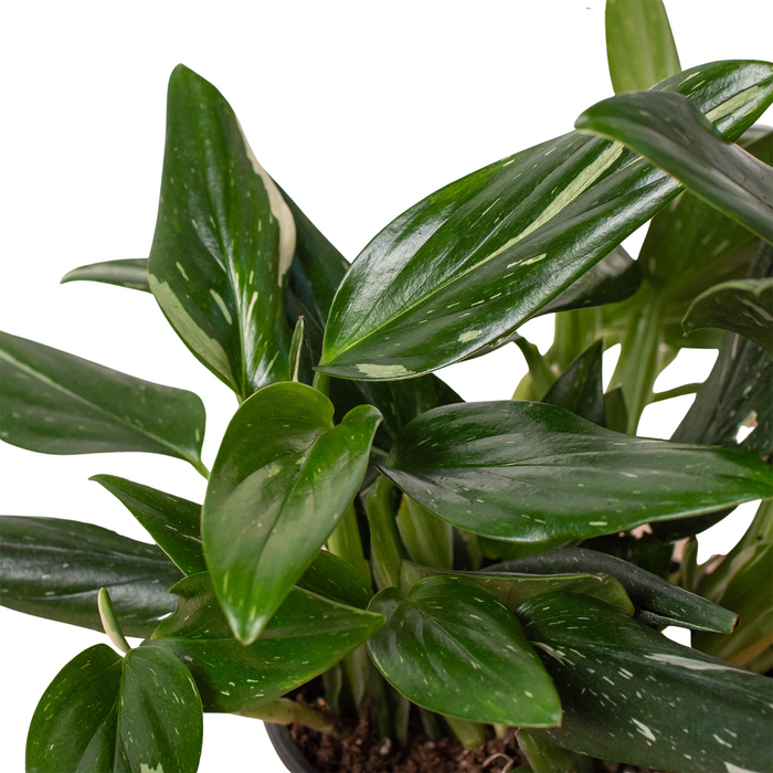 monstera albo wholesale Monstera 'Standeleyana Albo Variegated' | Indoor Plant | Tropical Plant