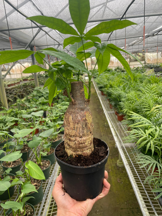 money tree outdoor Money Tree 'Guiana Chestnut' Pachira Stump