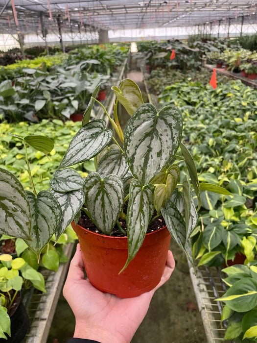 philodendron piper Philodendron 'Brandi' | Indoor Plant | Tropical Plant