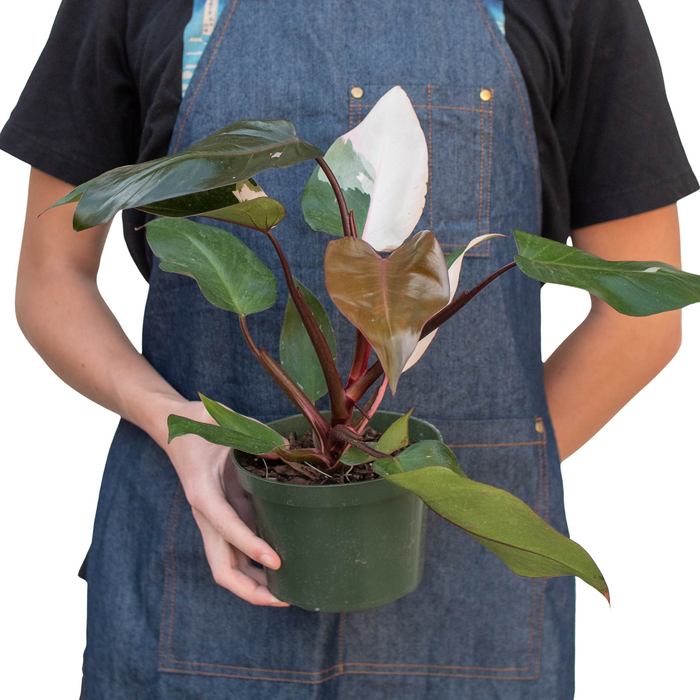 philodendron pink princess plant seeds Philodendron 'Pink Princess' | Indoor Plant | Tropical Plant | Potted Plant