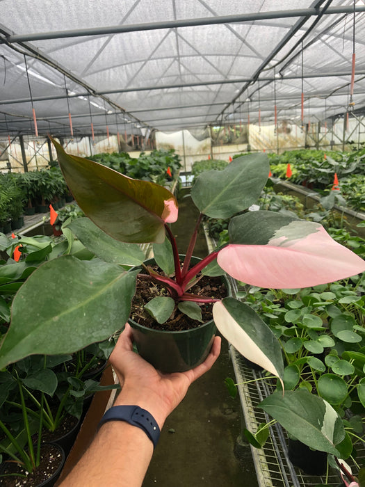 buy online philodendron pink princess Philodendron 'Pink Princess' | Indoor Plant | Tropical Plant | Potted Plant