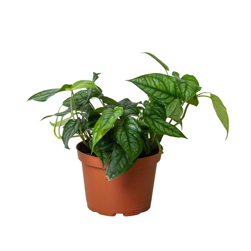 monstera siltepecana for sale Philodendron 'Siltepecana' | Indoor Plant | Tropical Plant | Potted Plant