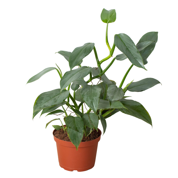 philodendron hastatum green form Philodendron 'Silver Sword' - 4" Pot | Indoor Plant | Tropical Plant | Potted Plant