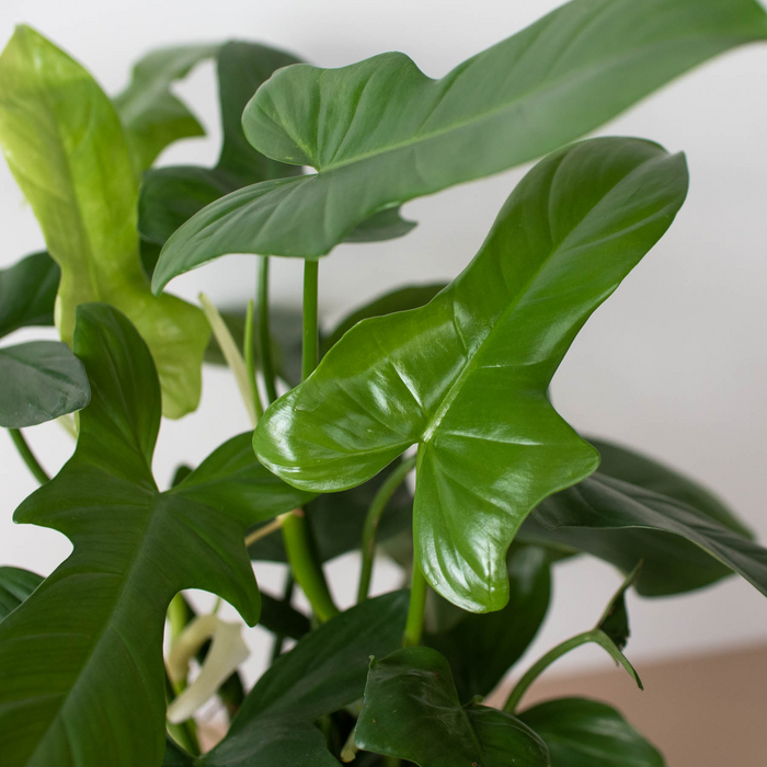 philodendron grey silver sword Philodendron 'Silver Sword' - 4" Pot | Indoor Plant | Tropical Plant | Potted Plant