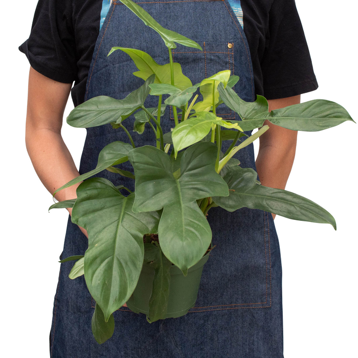 silver philodendron for sale Philodendron 'Silver Sword' - 4" Pot | Indoor Plant | Tropical Plant | Potted Plant