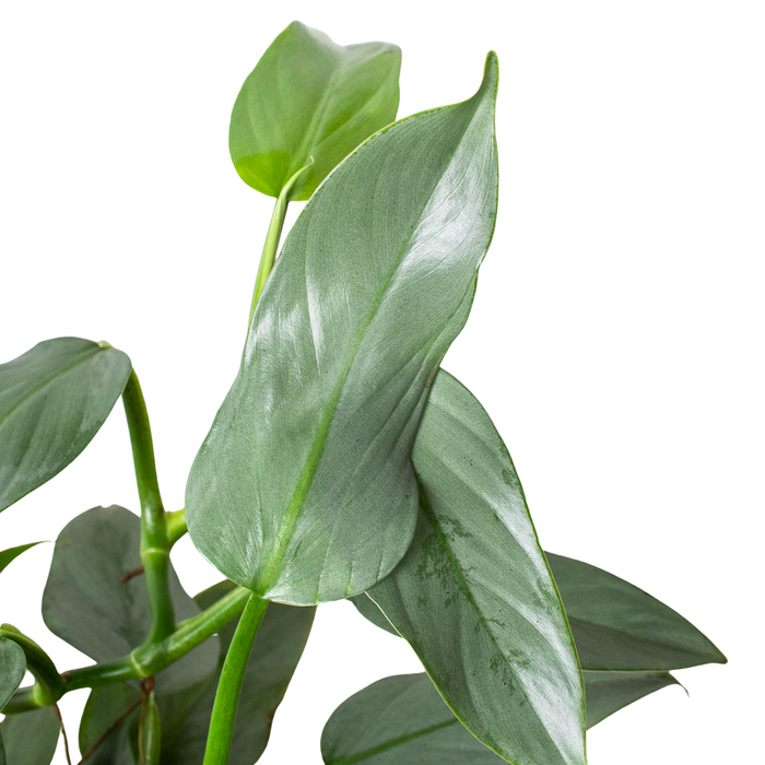 philodendron silver sword narrow form Philodendron 'Silver Sword' - 4" Pot | Indoor Plant | Tropical Plant | Potted Plant