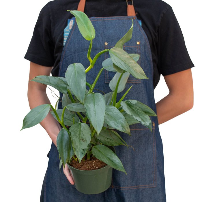 philodendron hastatum green form Philodendron 'Silver Sword' - 4" Pot | Indoor Plant | Tropical Plant | Potted Plant