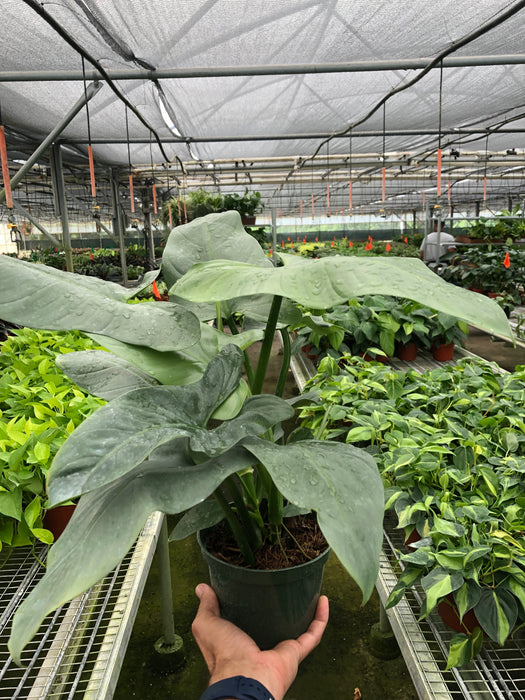 philodendron hastatum mature Philodendron 'Silver Sword' - 4" Pot | Indoor Plant | Tropical Plant | Potted Plant