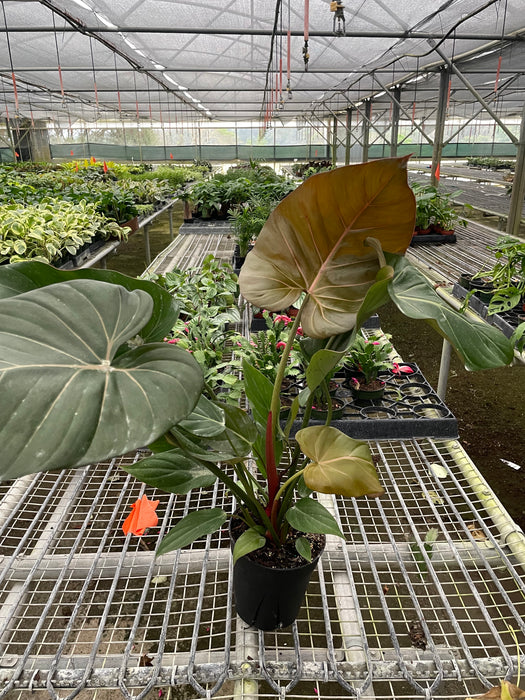 philodendron glory Philodendron 'Summer Glory'