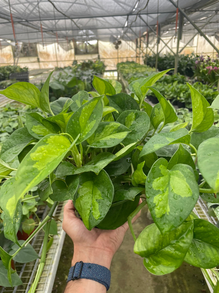 Pothos 'Global Green' | Indoor Plant | Tropical Plant