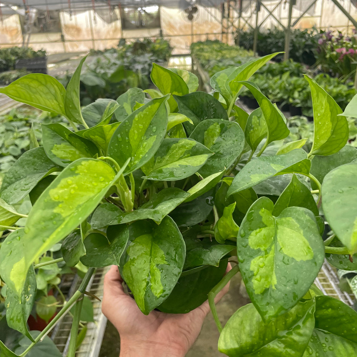 emerald pothos vs global green Pothos 'Global Green' | Indoor Plant | Tropical Plant