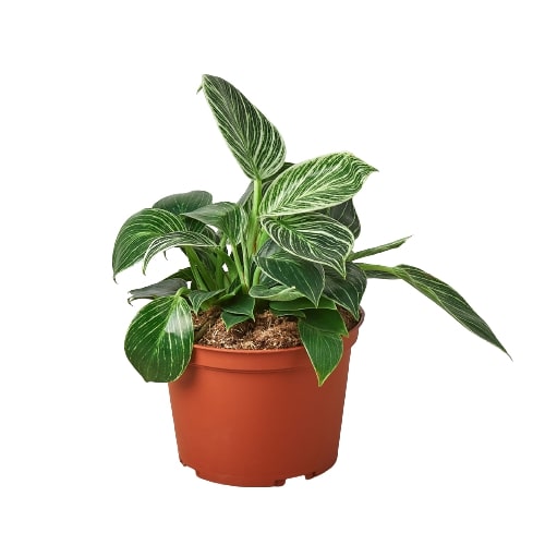 philodendron birkim Philodendron 'Birkin' | Indoor Plant | Tropical Plant | Potted Plant