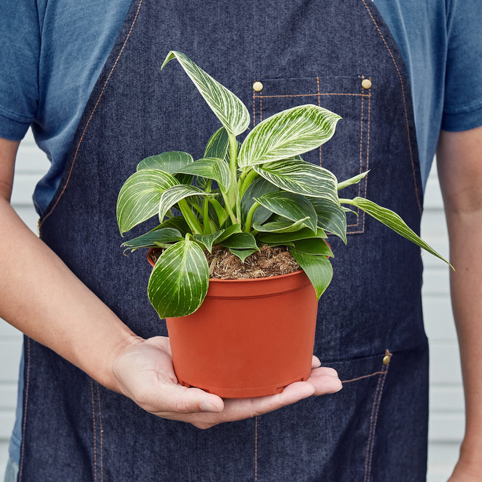 philodendron barryi Philodendron 'Birkin' | Indoor Plant | Tropical Plant | Potted Plant