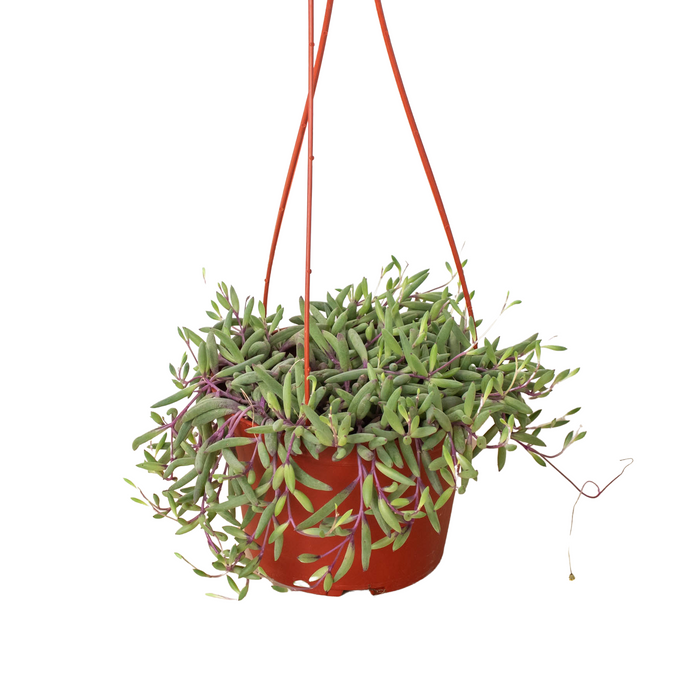 String of Rubies - 6" Pots