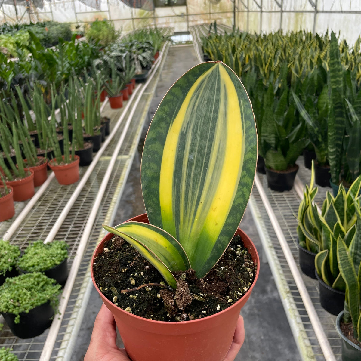 koi fin sansevieria Variegated Shark Fin Snake Plant