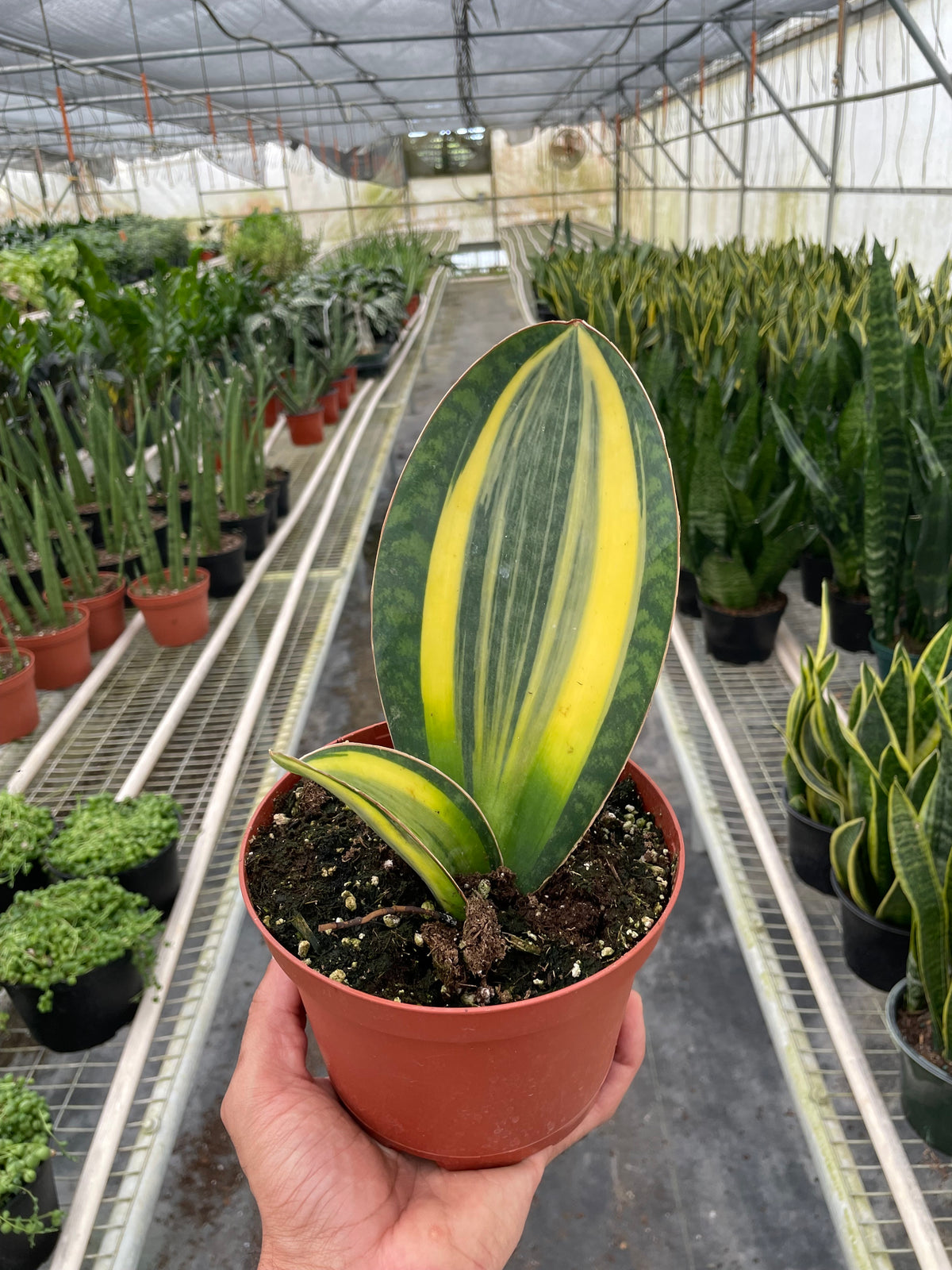 fin snake plant Variegated Shark Fin Snake Plant