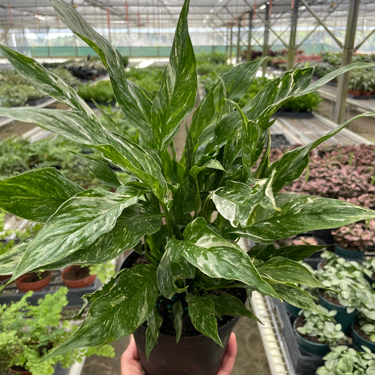 peace lily torelli Variegated Spathiphyllum 'Domino'