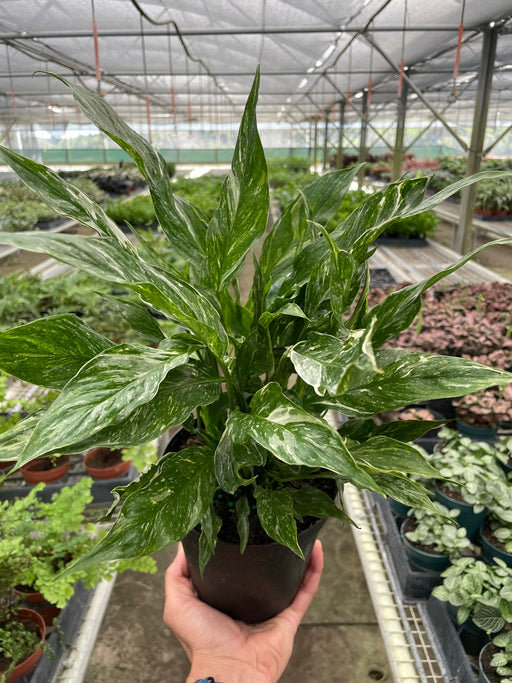 peace lily plant for sale Variegated Spathiphyllum 'Domino'