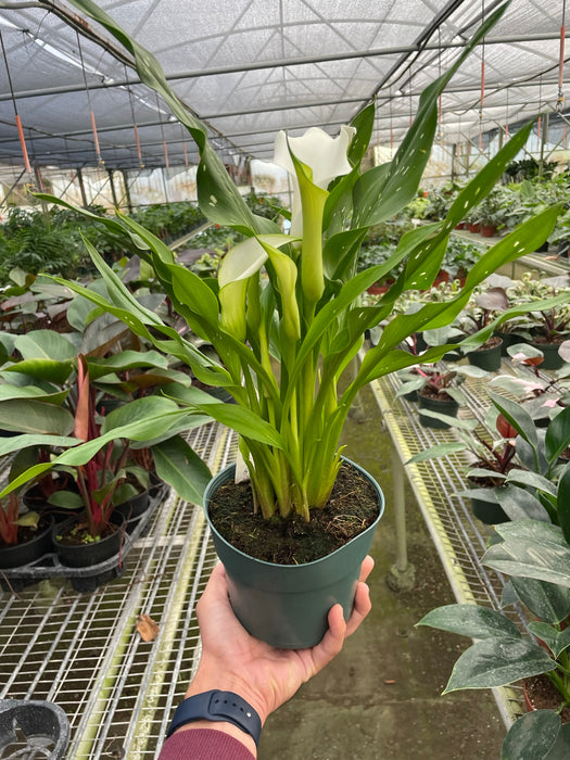 can calla lilies be planted in pots Purple Calla Lily - 6" Pot | Indoor Plant | Tropical Plant | Potted Plant