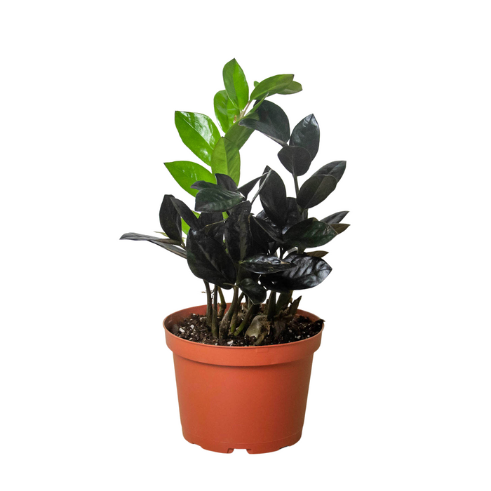 buy zz plants ZZ Zamioculcas 'Black Queen' | Indoor Plant | Tropical Plant | Potted Plant
