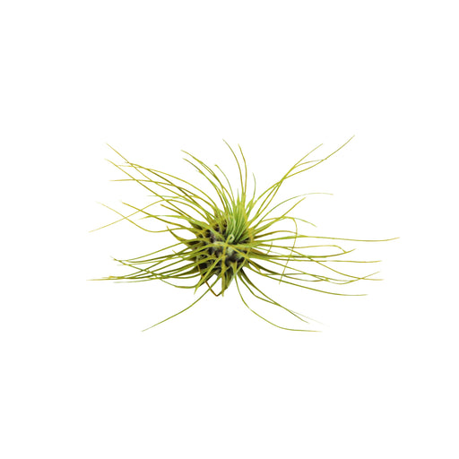 Tillandsia Air Plant Fuchsii - 5 Pack - House Plant Shop