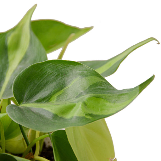 brasil philodendron for sale Philodendron 'Brasil' | Indoor Plant | Tropical Plant | Potted Plant