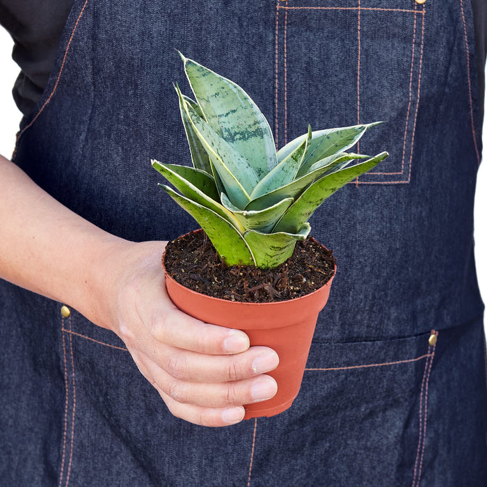 sansevieria misty star Snake Plant 'Misty Star'