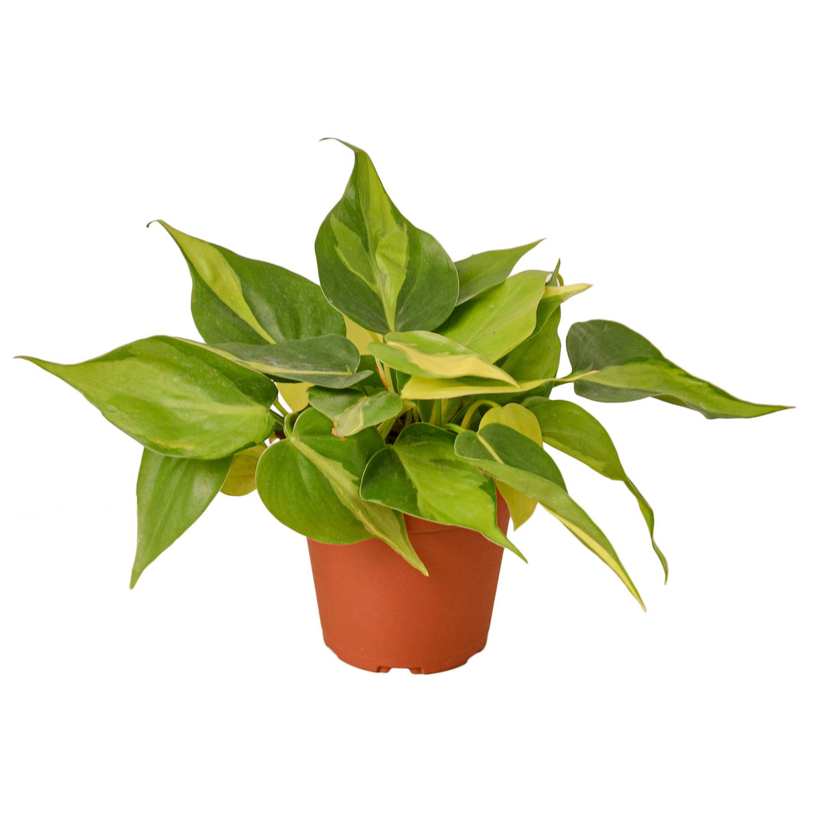 brazilian house plants Philodendron 'Brasil' | Indoor Plant | Tropical Plant | Potted Plant