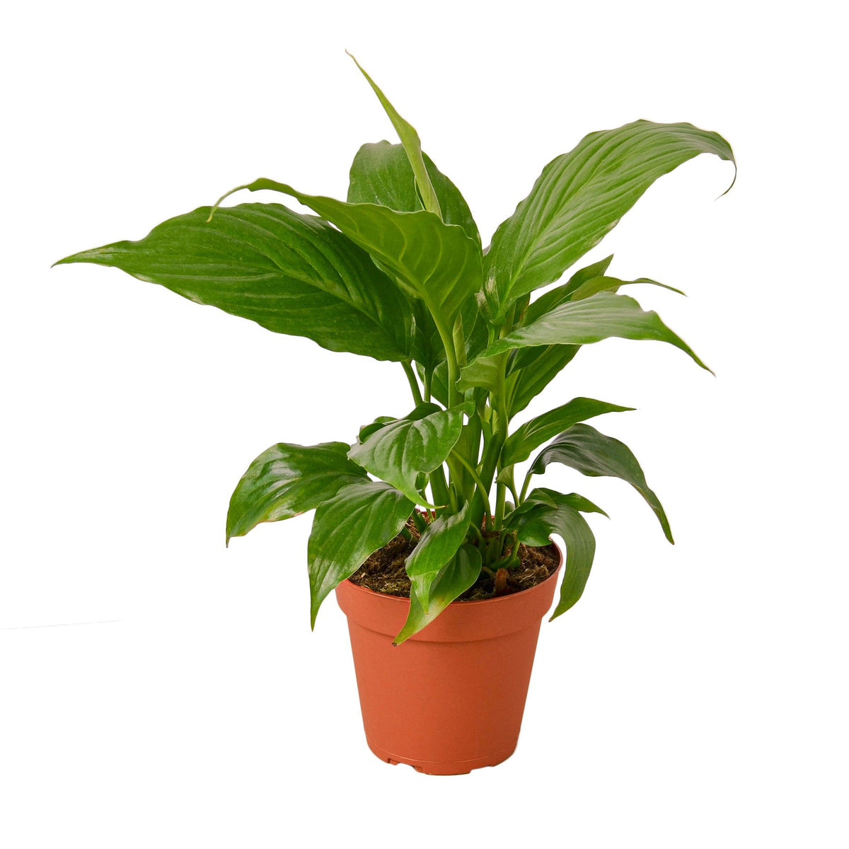 scientific name of peace lily Spathiphyllum 'Peace Lily'