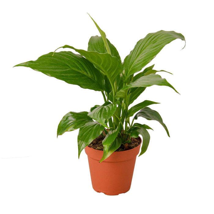 peace lily price Spathiphyllum 'Peace Lily'
