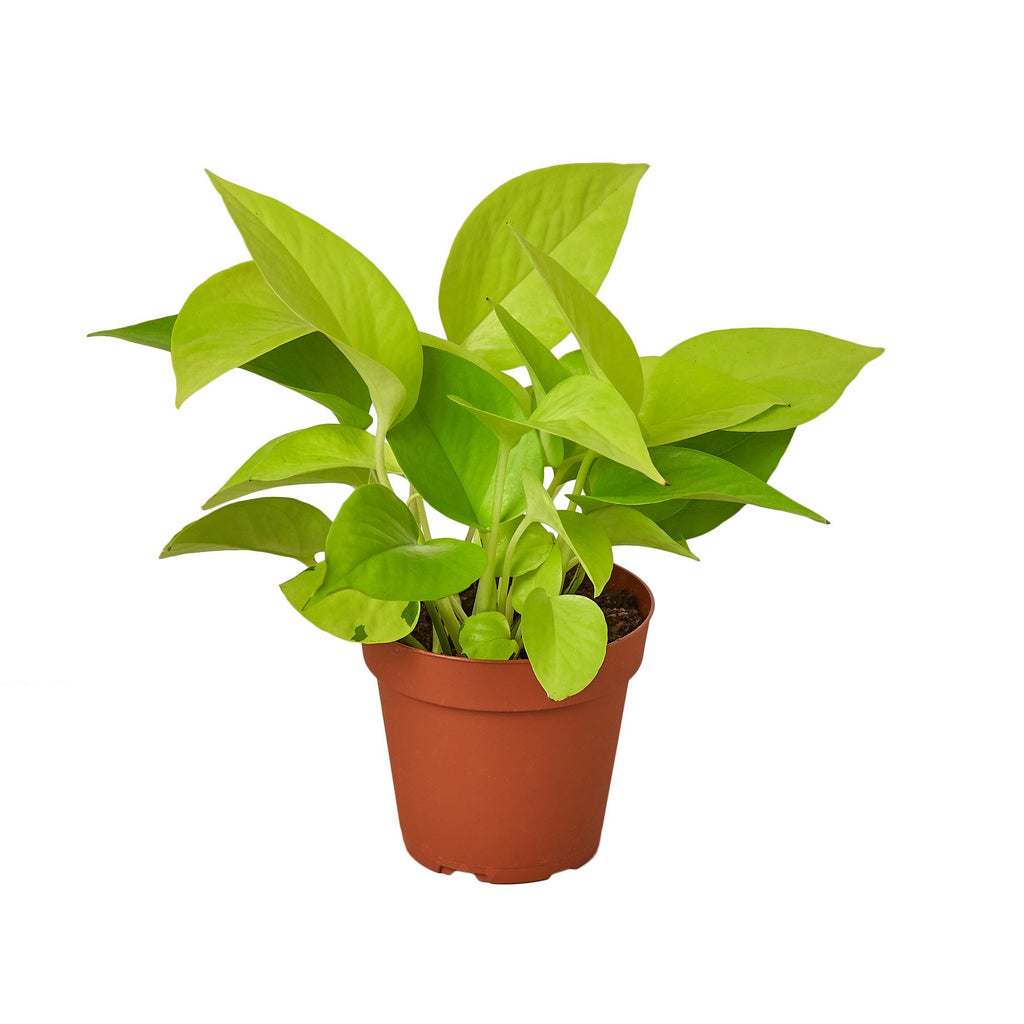 All Plants — House Plant Wholesale