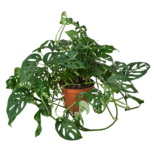 monstera adansonii scientific name Monstera Adansonii 'Swiss Cheese'