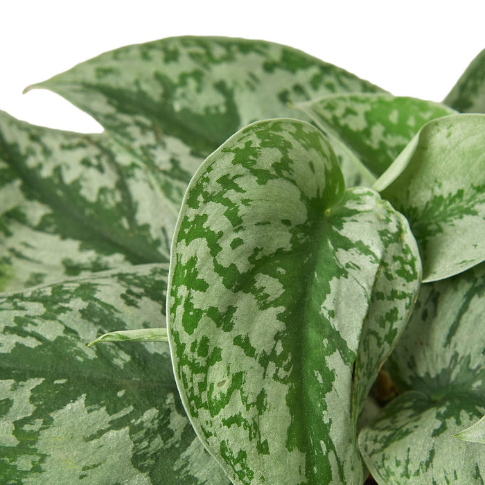 pothos picta Pothos 'Silver Splash' | Indoor Plant | Tropical Plant | Potted Plant