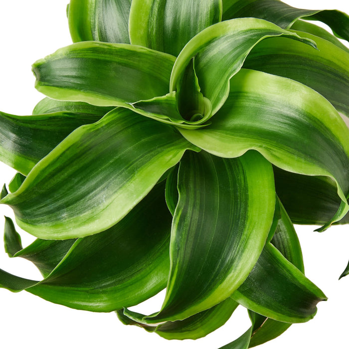 dracaena fragrans tornado Dracaena 'Tornado' - 4" Pot | Indoor Plant | Tropical Plant | Potted Plant