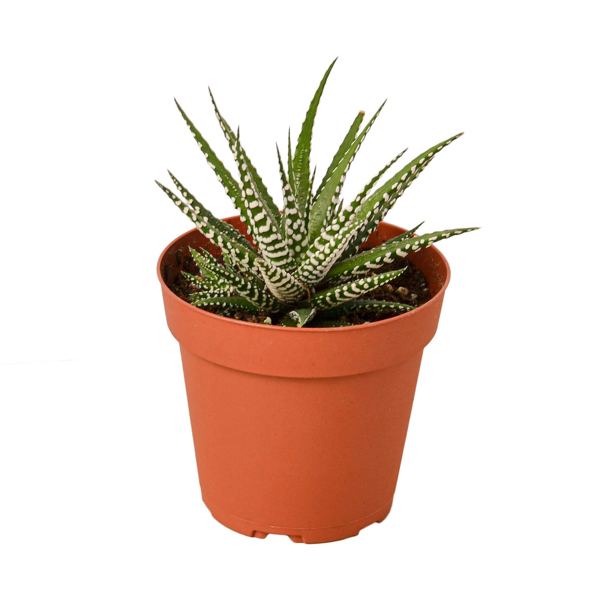Succulent Haworthia 'Zebra'