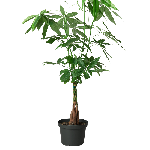 money tree latin name Money Tree 'Guiana Chestnut' Pachira Braid