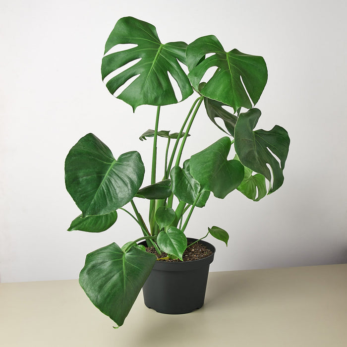 philodendron monstera split leaf plants Monstera 'Split-Leaf'