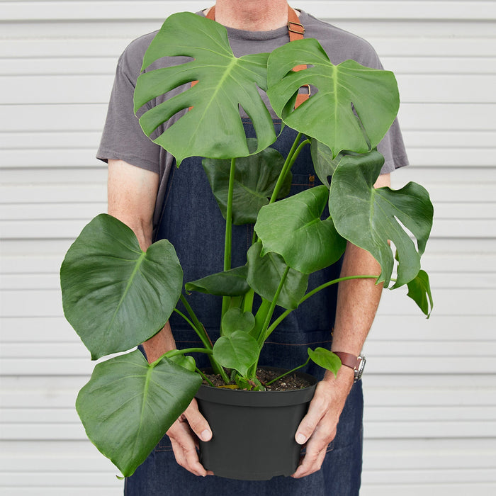 monstera split leaf Monstera 'Split-Leaf'