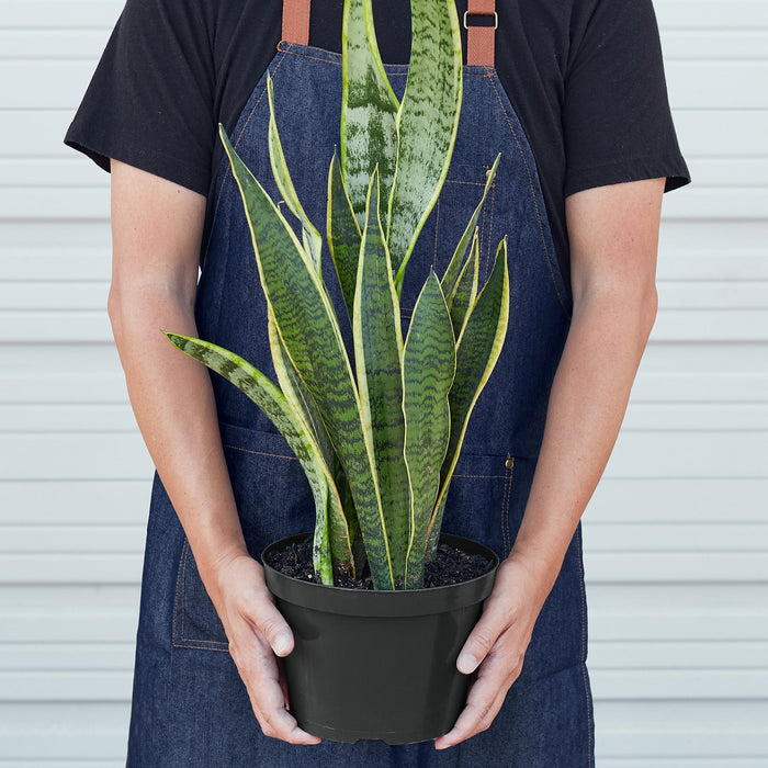 sansevieria laurentii for sale Snake Plant 'Laurentii' | Indoor Plant | Tropical Plant | Potted Plant