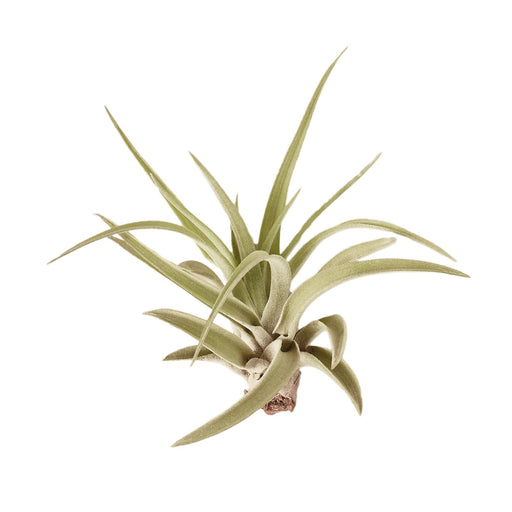 Tillandsia Air Plant Velutina w/ Fertilizer - House Plant Shop