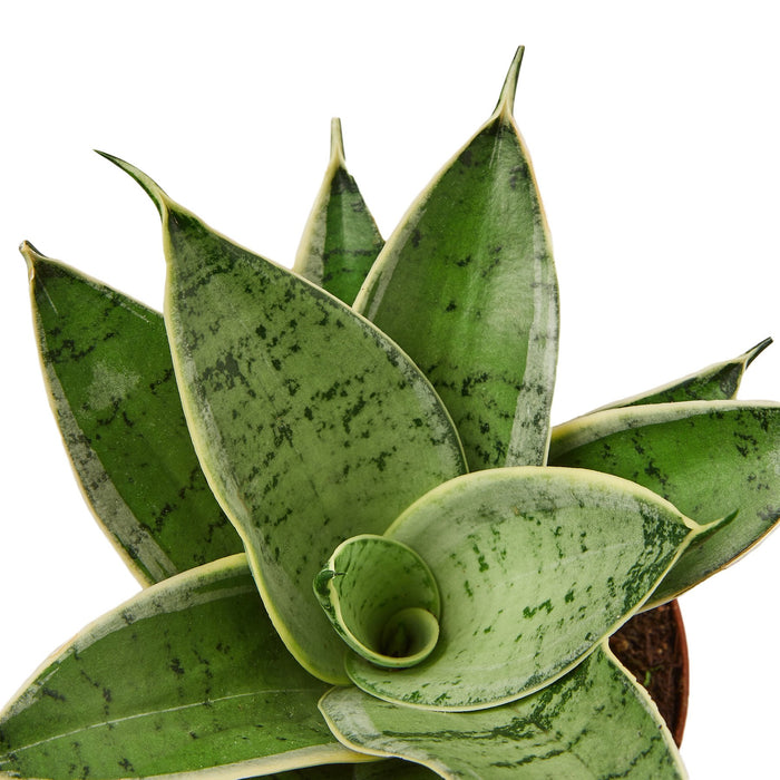 sansevieria misty star Snake Plant 'Misty Star'