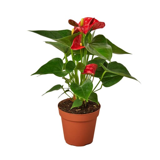 anthurium plant online shopping Anthurium 'Red' | Indoor Plant | Tropical Plant | Potted Plant