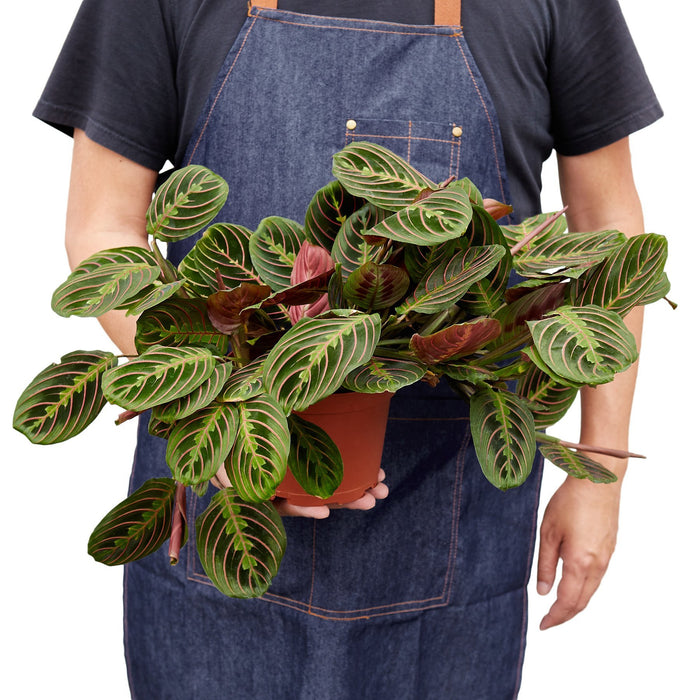 red prayer plant near me Maranta Red Prayer
